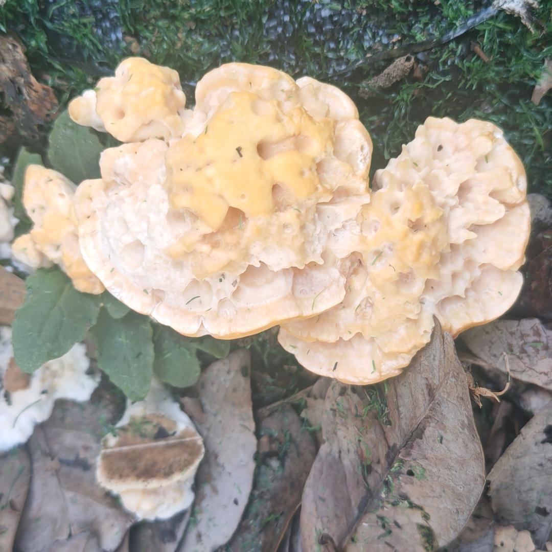 劳资独手霸天下