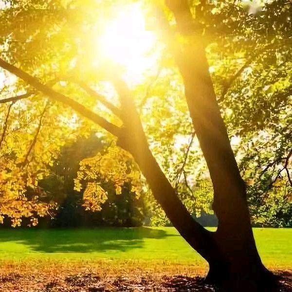 暖暖的阳光🌻