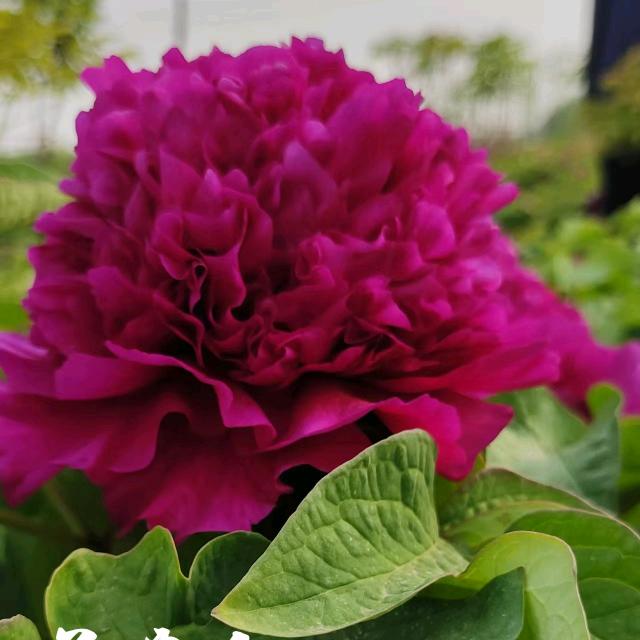 菏泽丹桂牡丹园艺有限公司