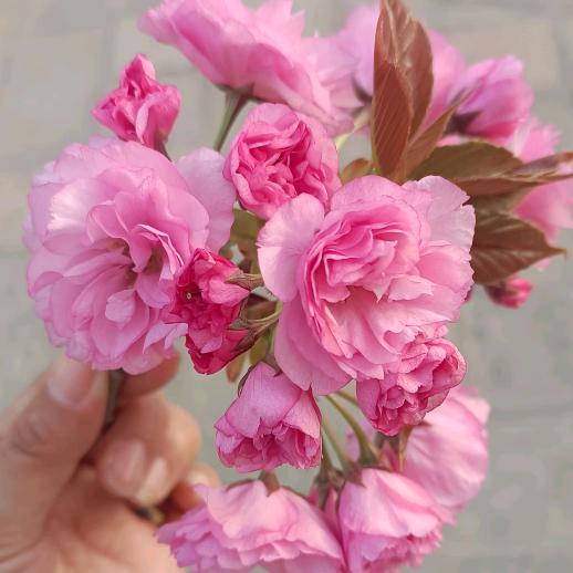 🌸🍀