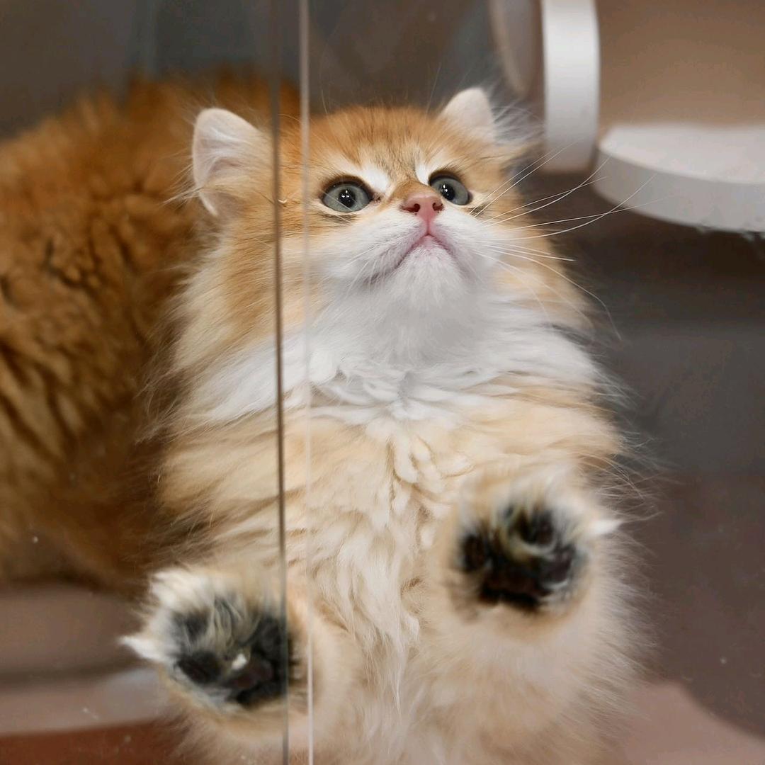 深圳香港小宠实体店