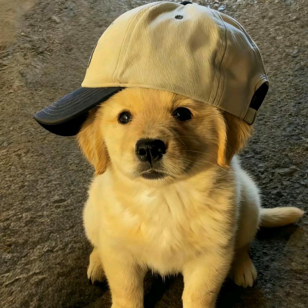 白菜卷🥬🥬🥬