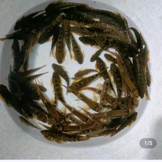 真真溪流鱼(卖鱼佬)