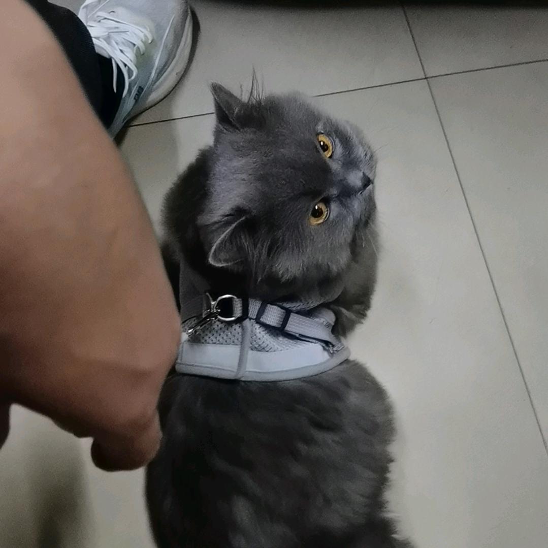 Mr.Gao