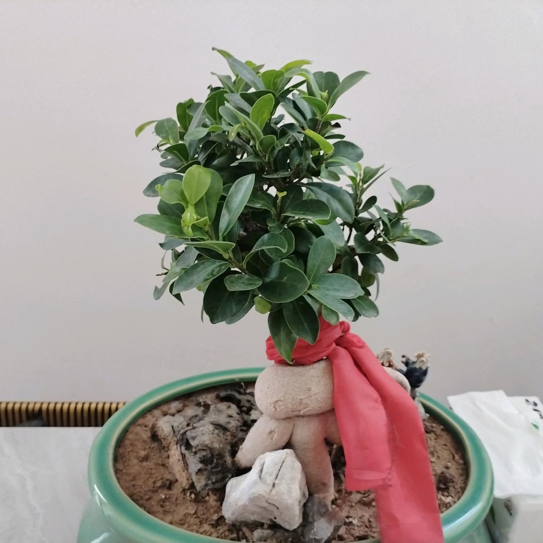 退伍拇指哥
