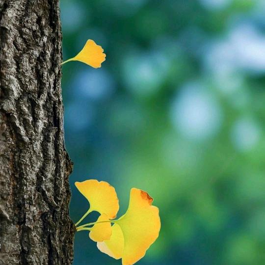 夏有凉风秋有雨🍂