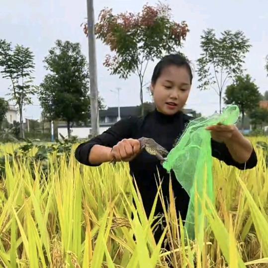 ★渝乐农业★青蛙姐姐