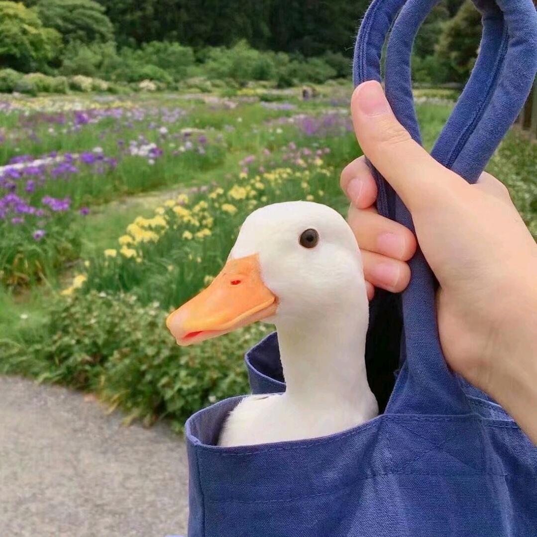 开旅行的小白
