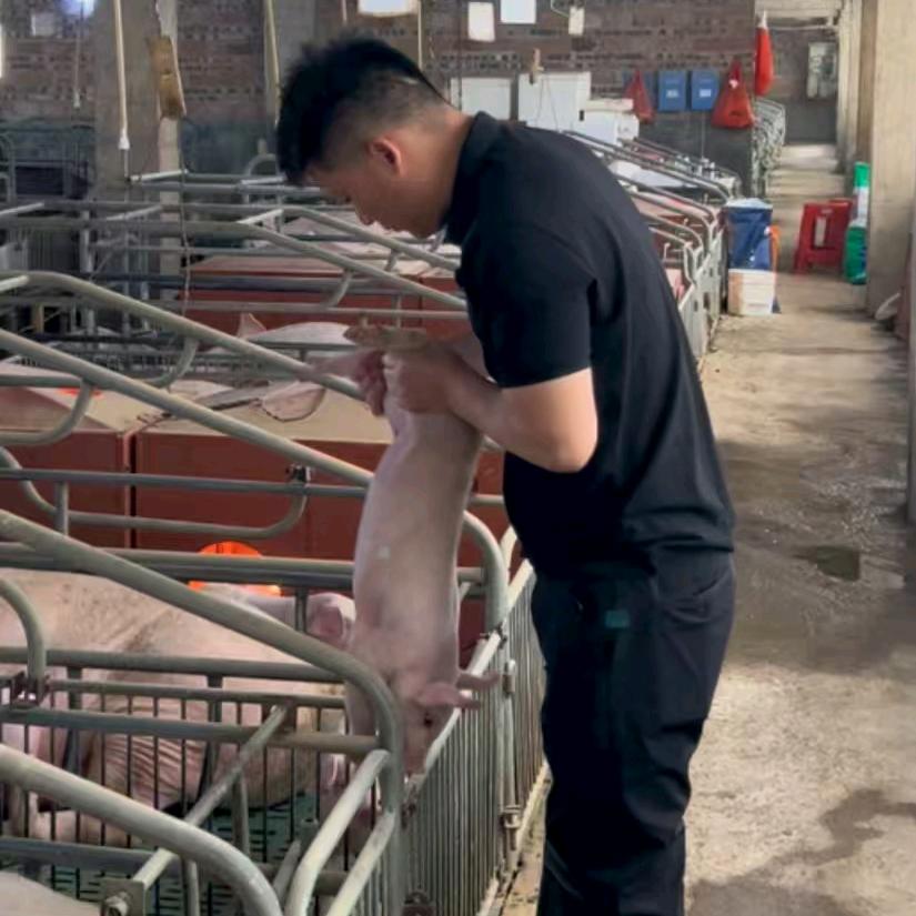 养猪的平凡人臻品