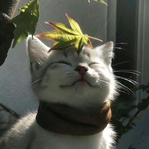 落最后一盏月色