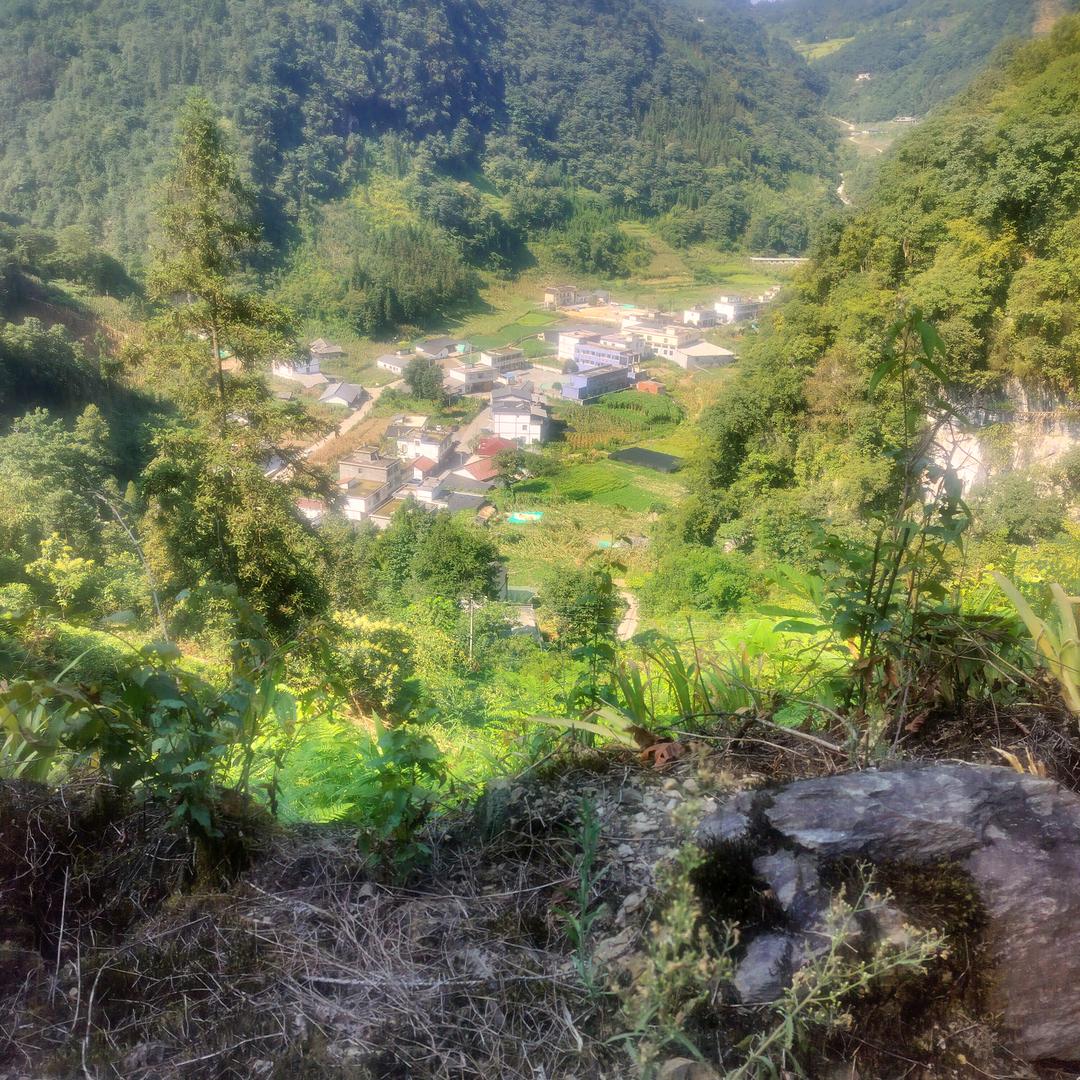 王文莲
