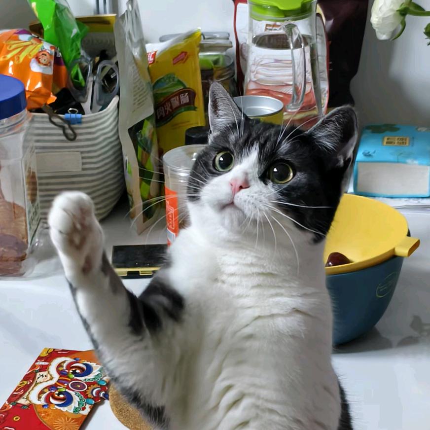猫猫点灯