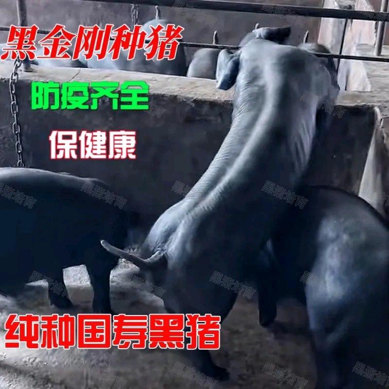 国寿黑金刚顶级繁殖场