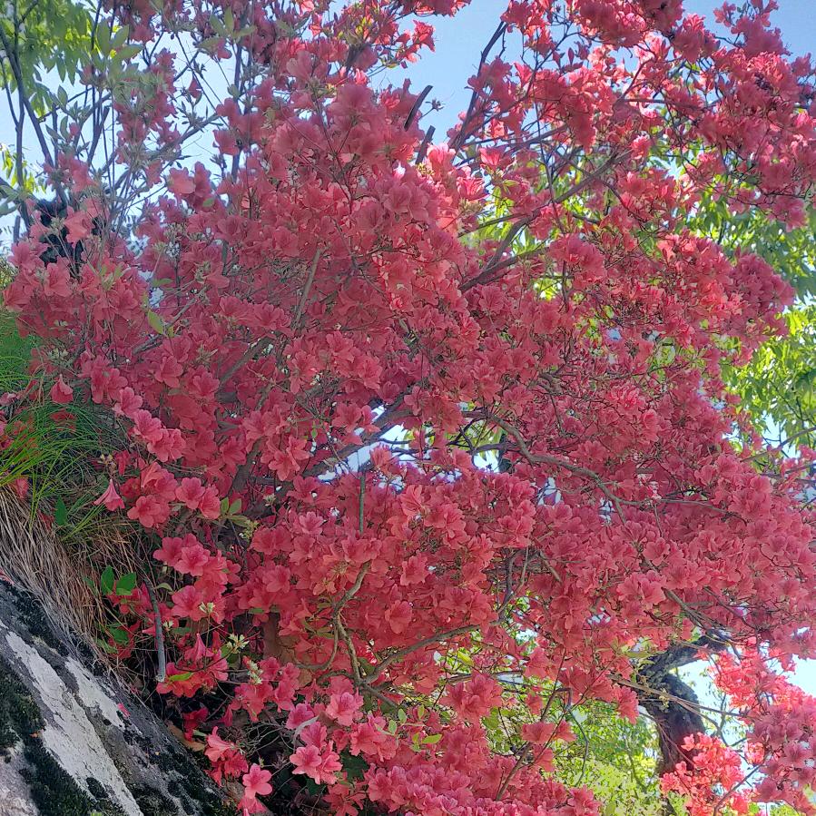 李先生。。。。。