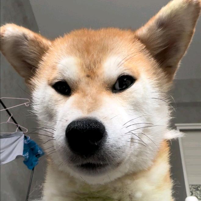 柴犬王多多