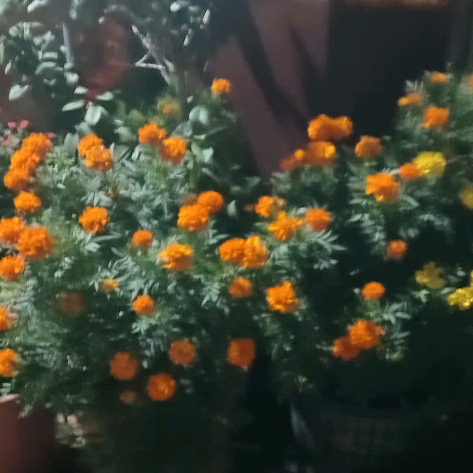 红苹果