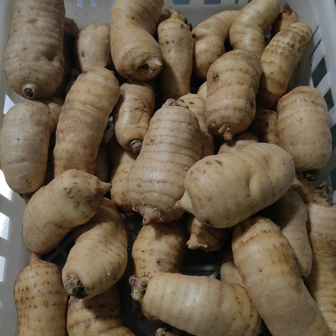 A-天麻种植张老师