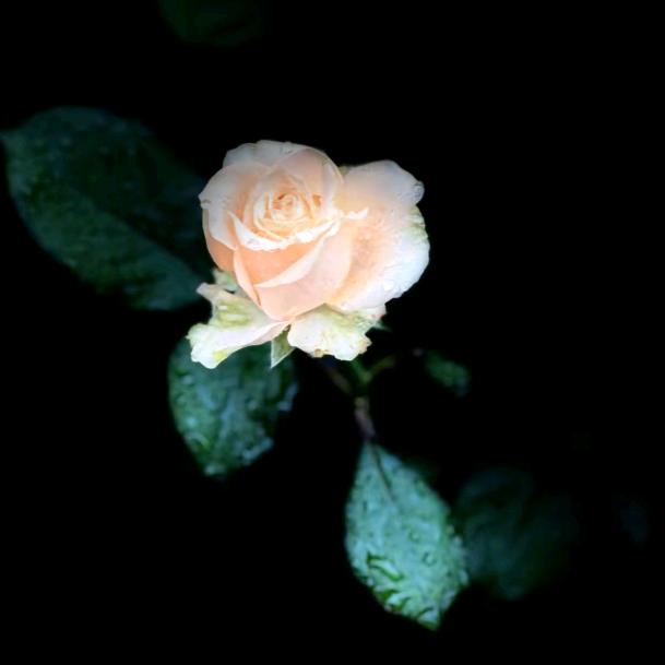 🥀এ᭄刘ꦿ水无情ོ࿐ᩚ