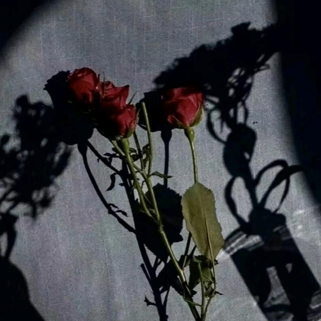 ࿐🥀ℒℴѵℯএ⁵²º᭄🥀