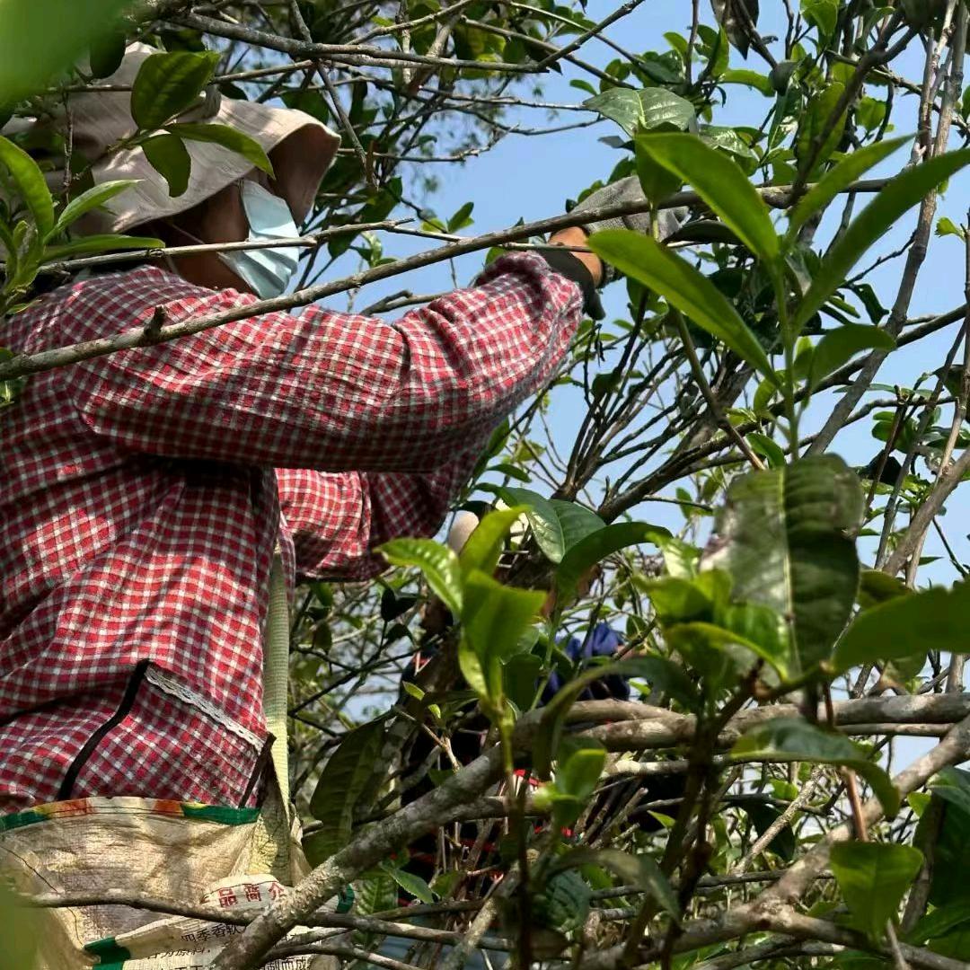 凤庆滇红茶源头批发