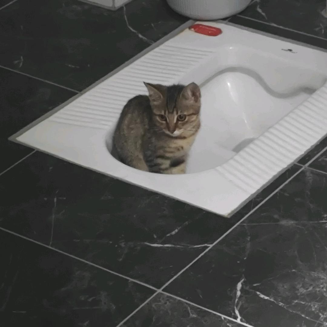 一条傻喵