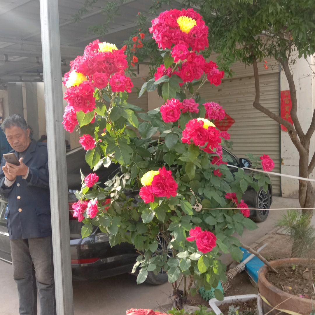 清贫花