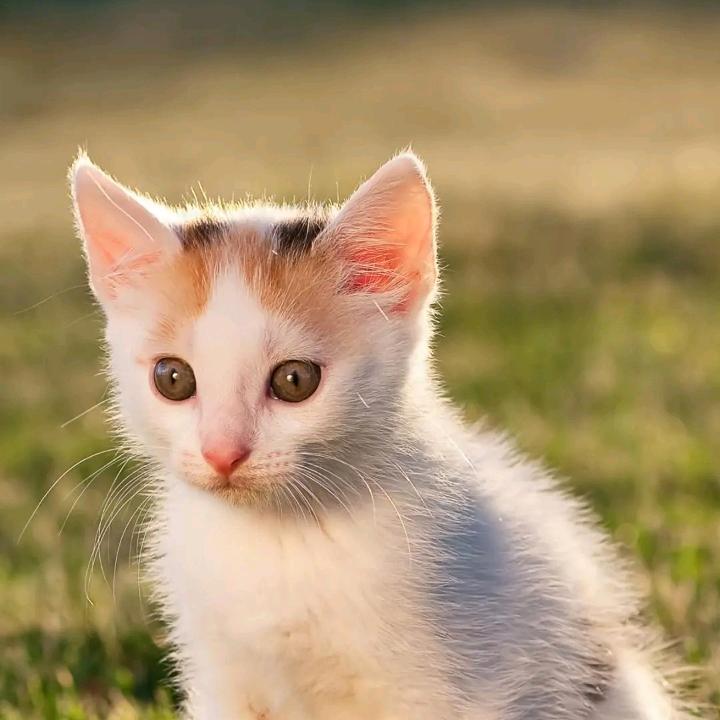 叮叮咚咚女鞋馆