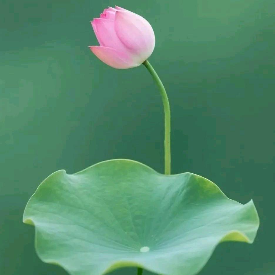 🌷花好月圆🌷