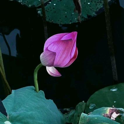 小猫泡米