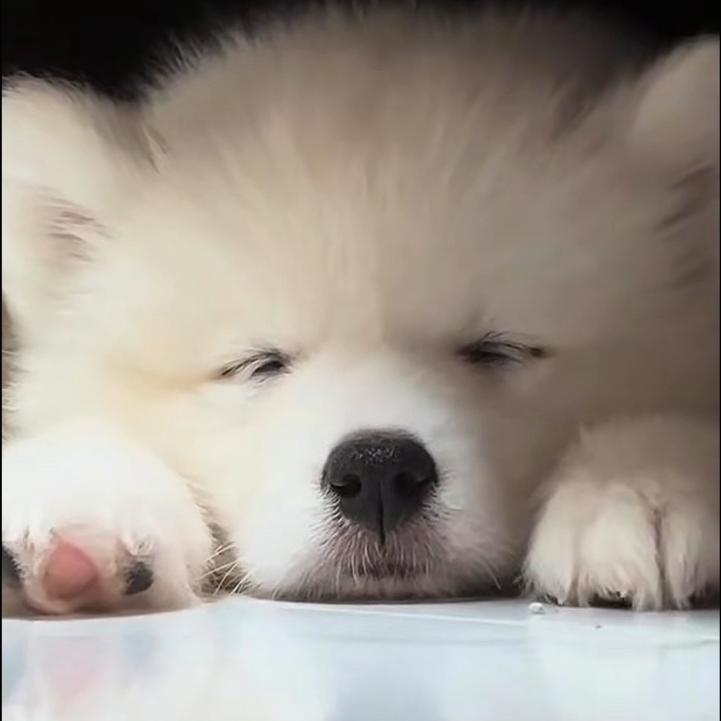 灰灰