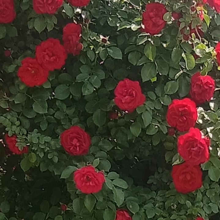 小小草