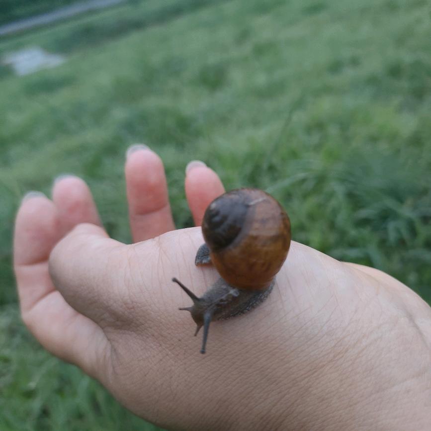 桐栀