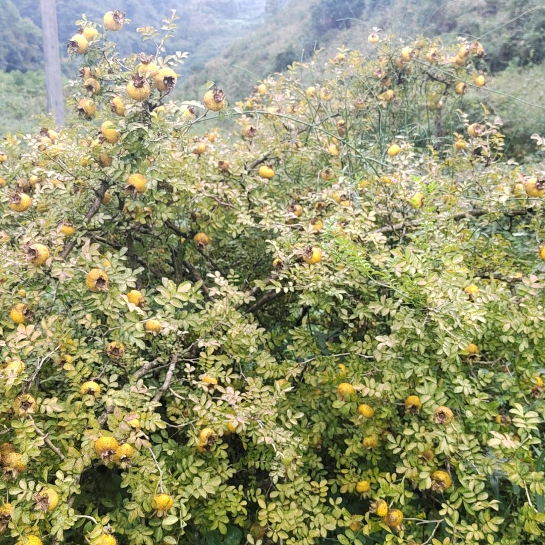 自由飞翔