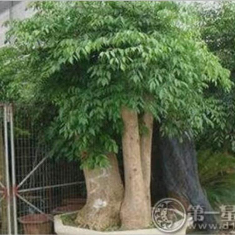 荷荷