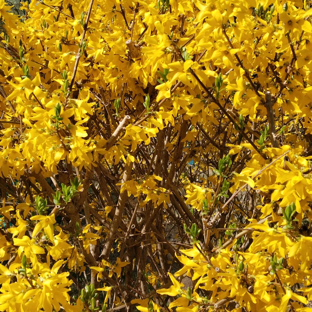 ……春意浓浓……