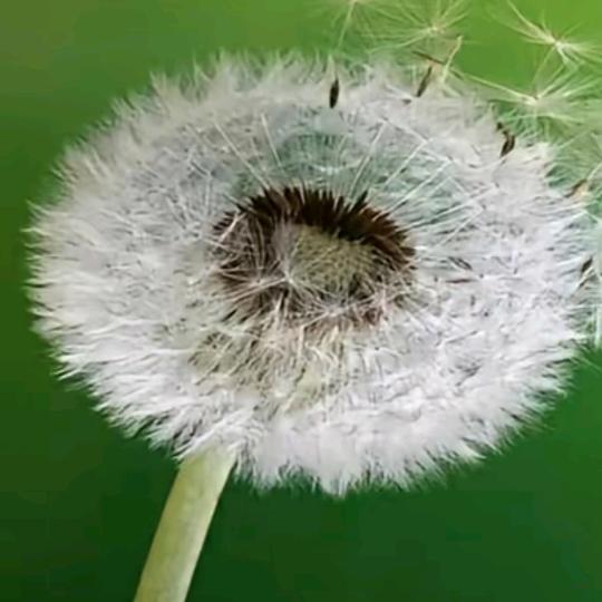 蒲公英A