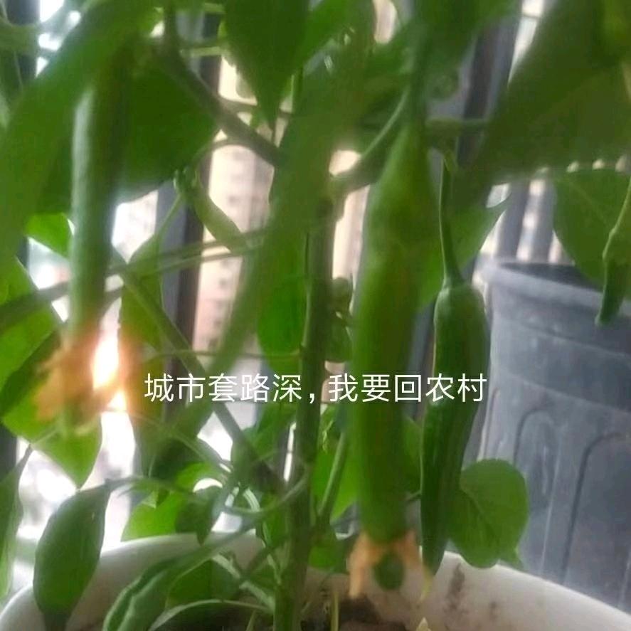 楠歌