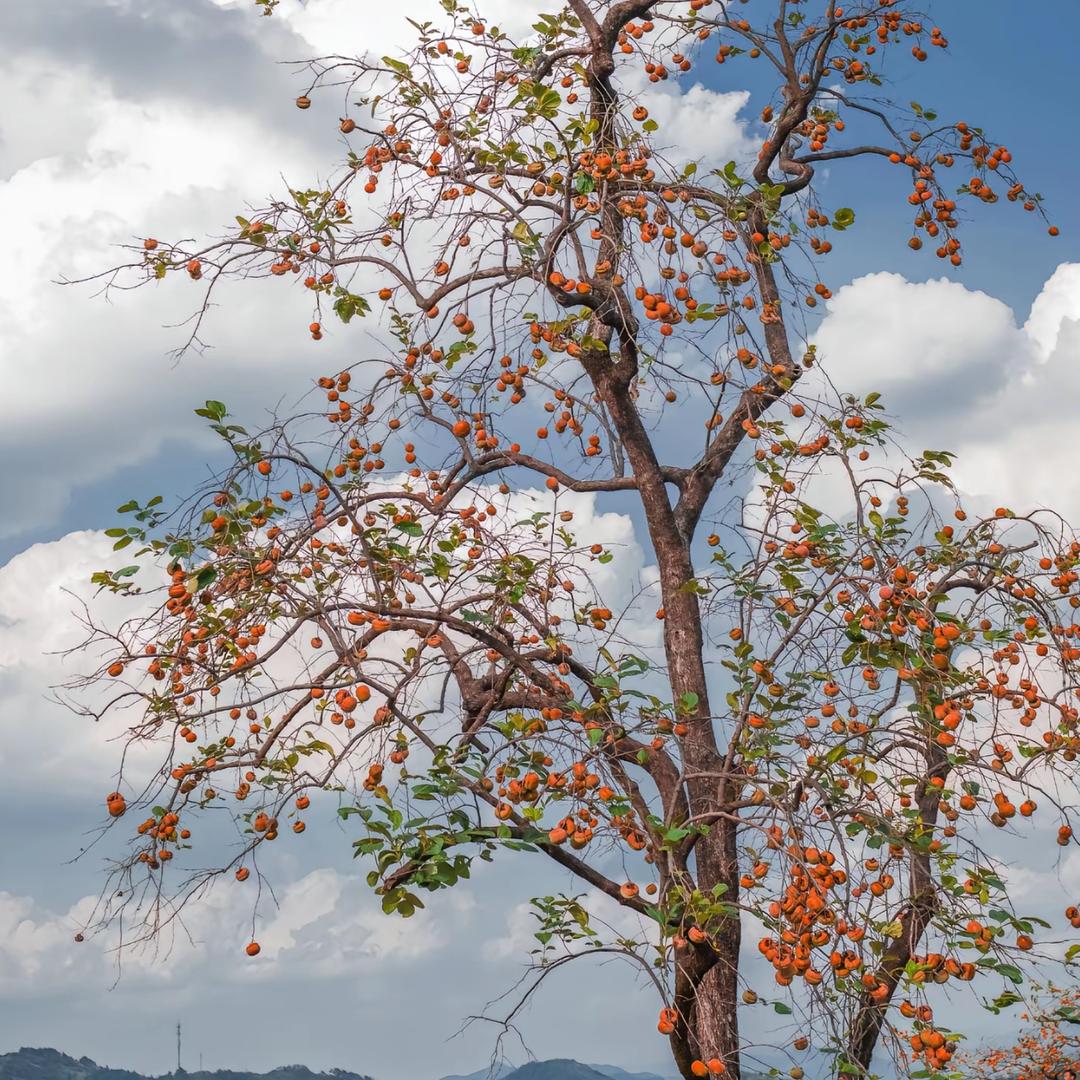 @ᯤ⁵ᴳ柿柿如意🍅