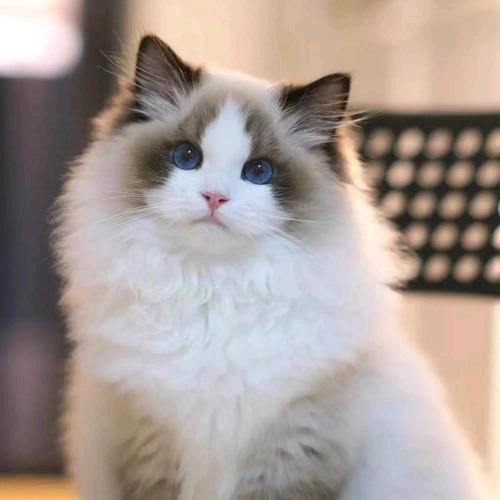 软萌猫