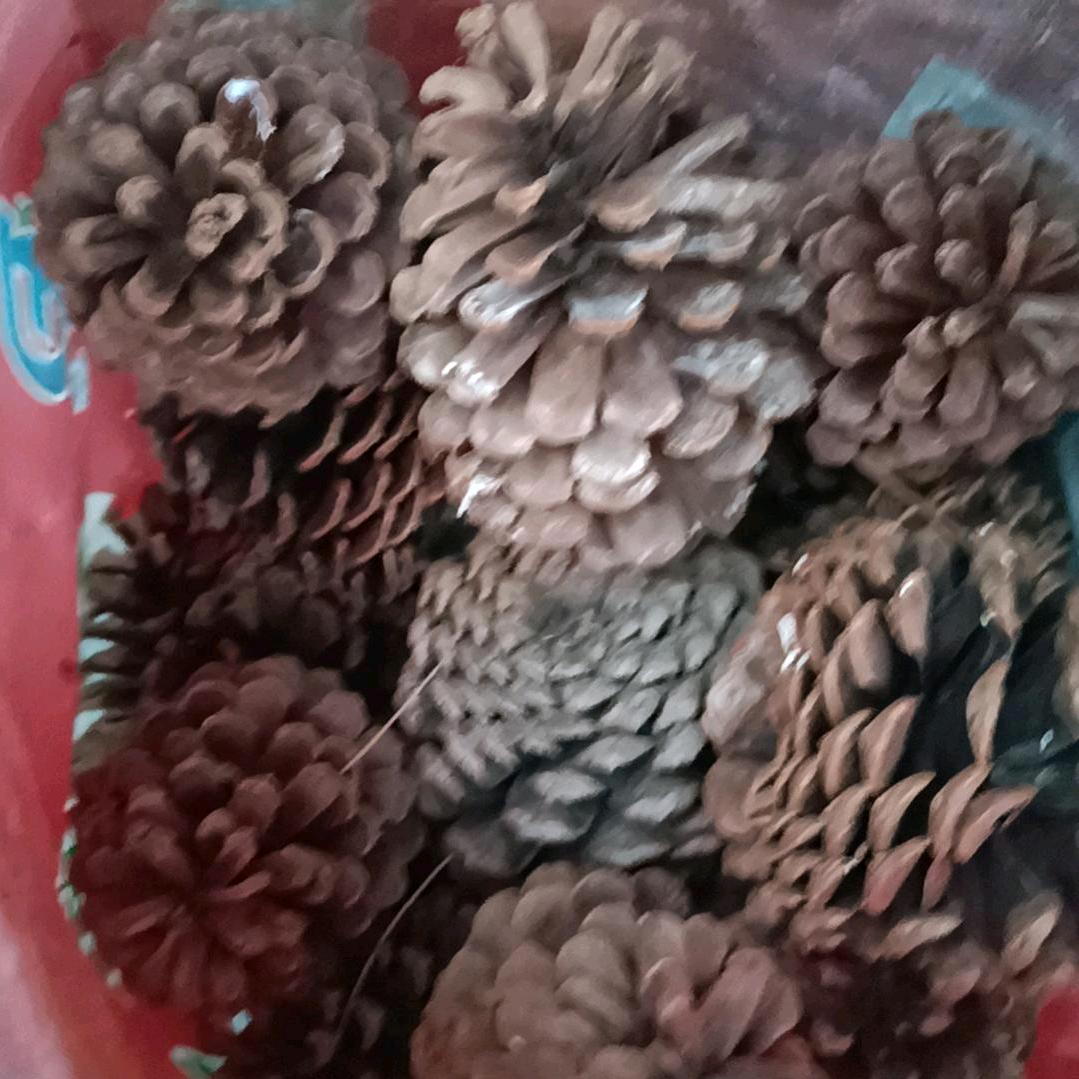 🍀落叶🍁知秋🌻