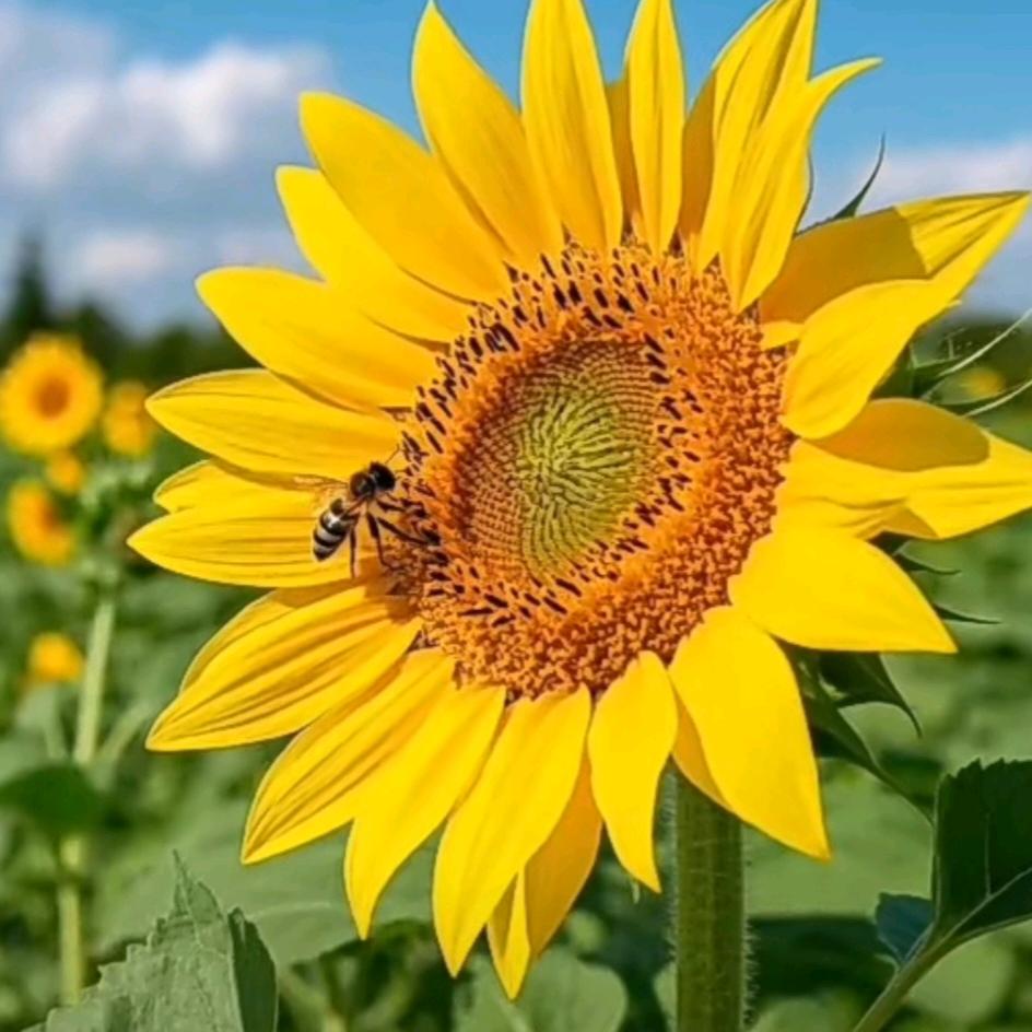 一  切 随 缘  🌻
