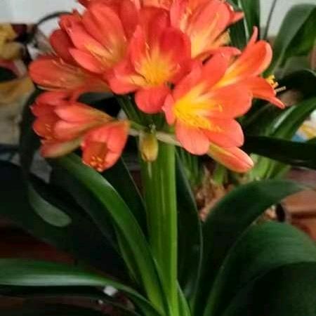 玫瑰花诱惑头像