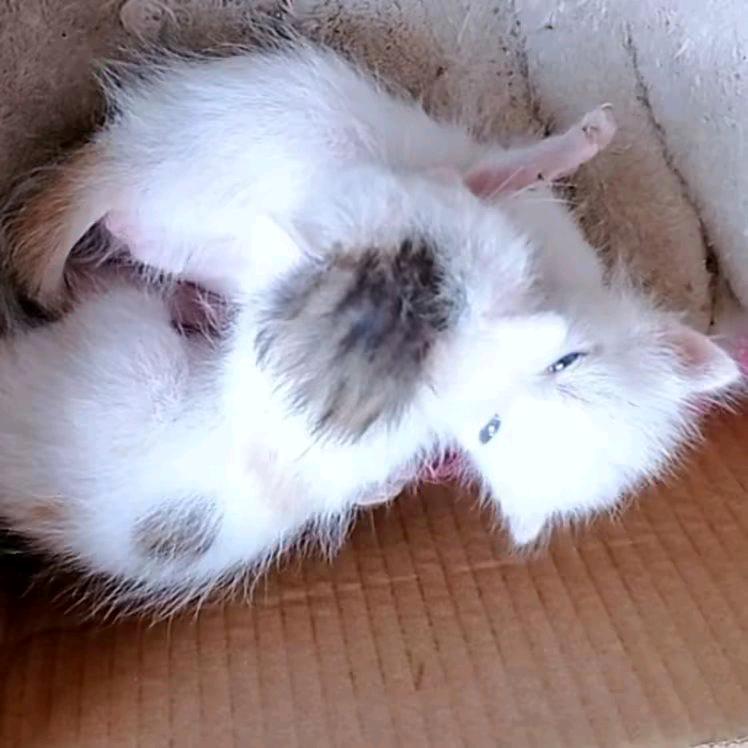 如乐（奶包 奶团 的成长记录）