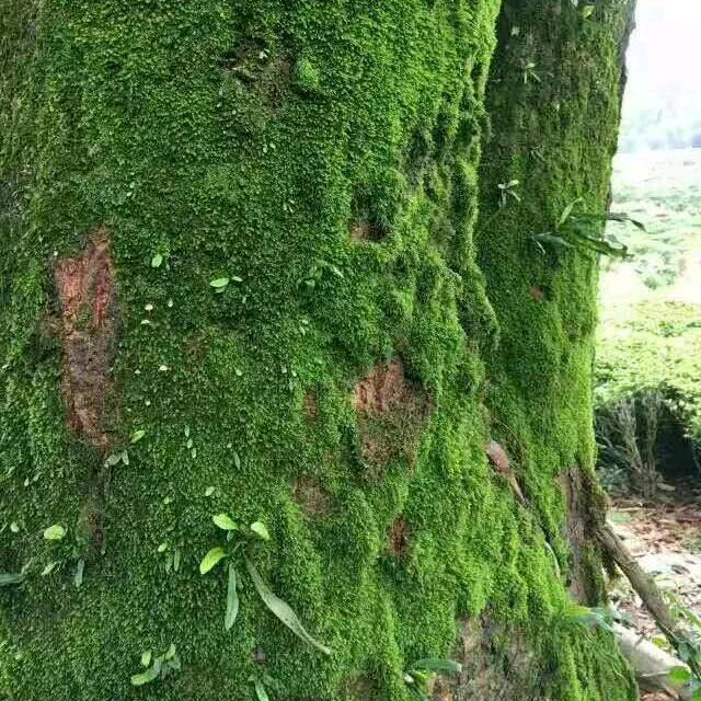 廷梅生态养胃茗茶