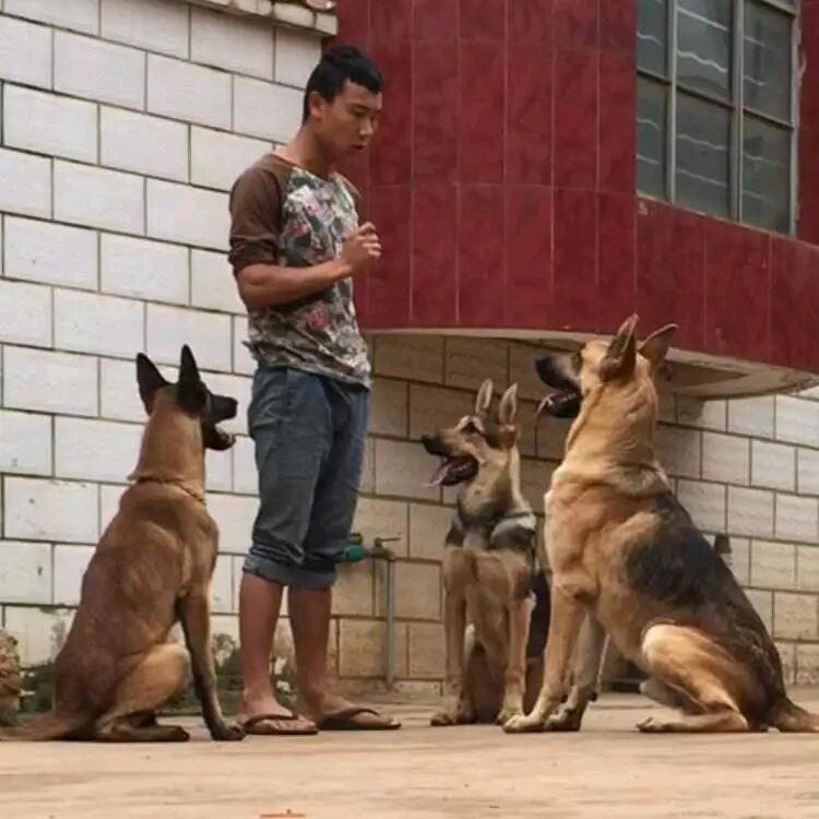 你的狗狗是明星