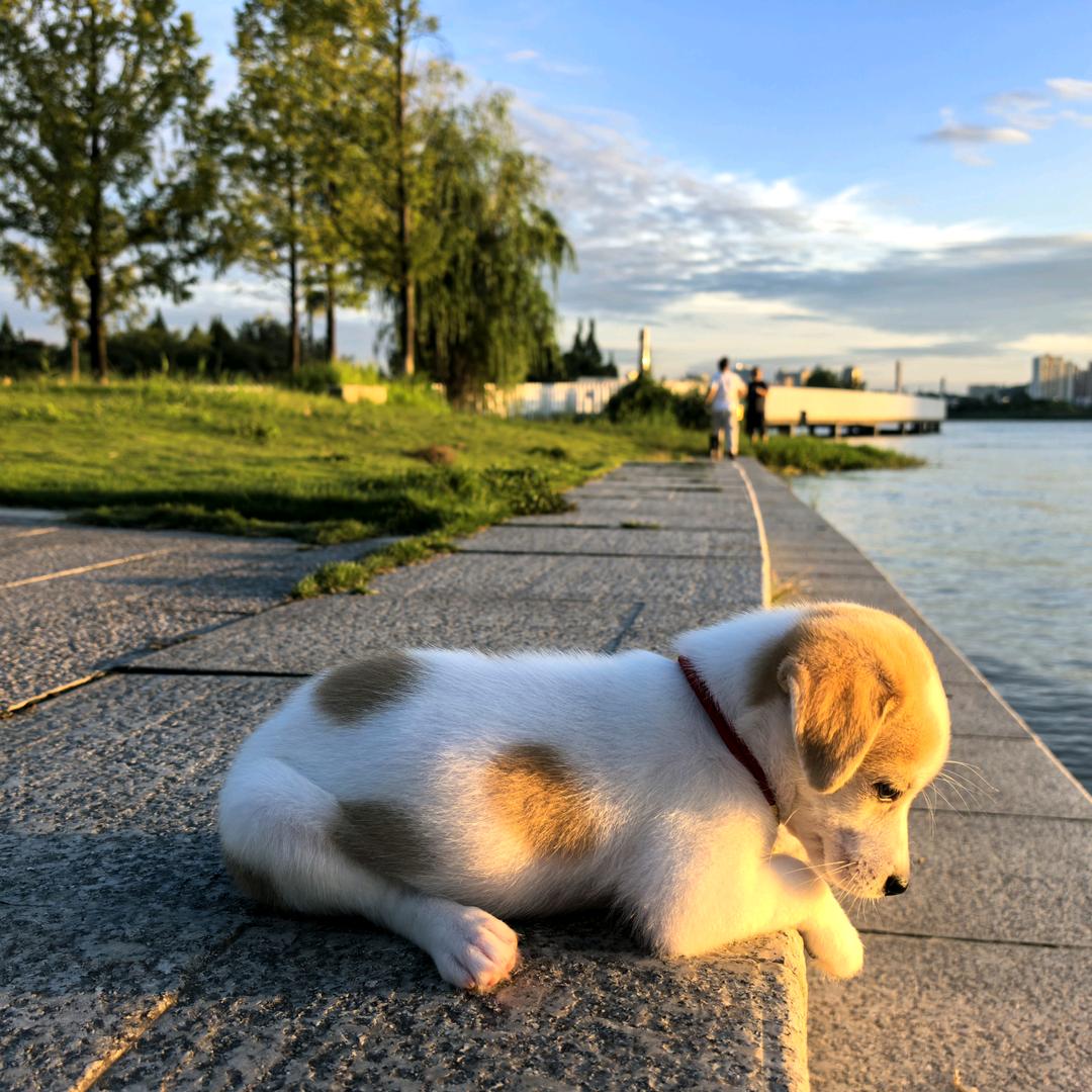 虾仁馅的包子
