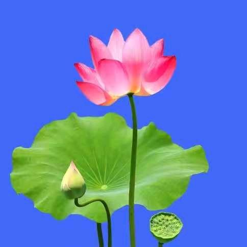 陈家大姐寒英花〈77🐍〉