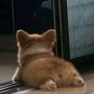 爱吃酸豆角的喵