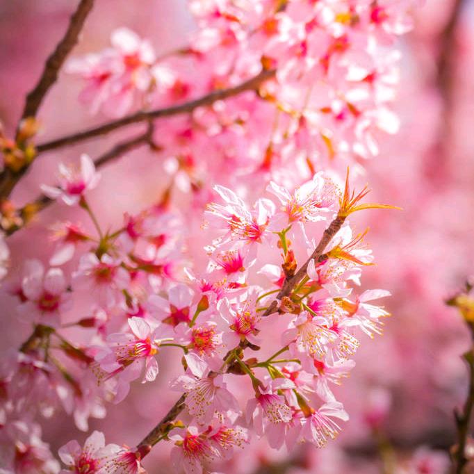 樱花雨梦