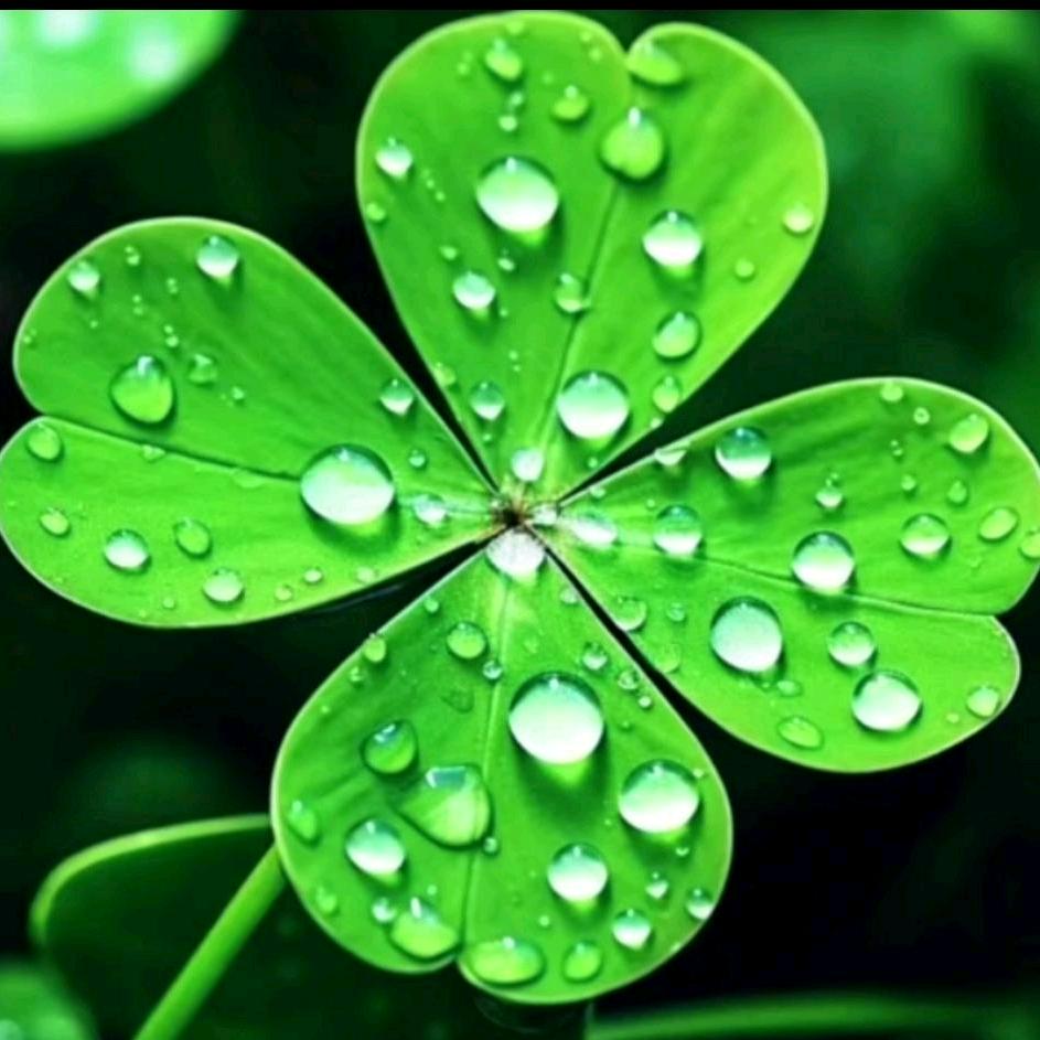 一杯清茶🍀